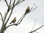 Day02 - 21 * Rufous Horneros